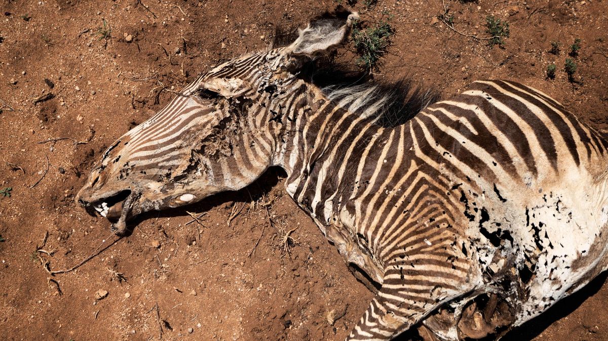 Fotky: Sucho je strašné. Hynou vzácné zebry Grévyho